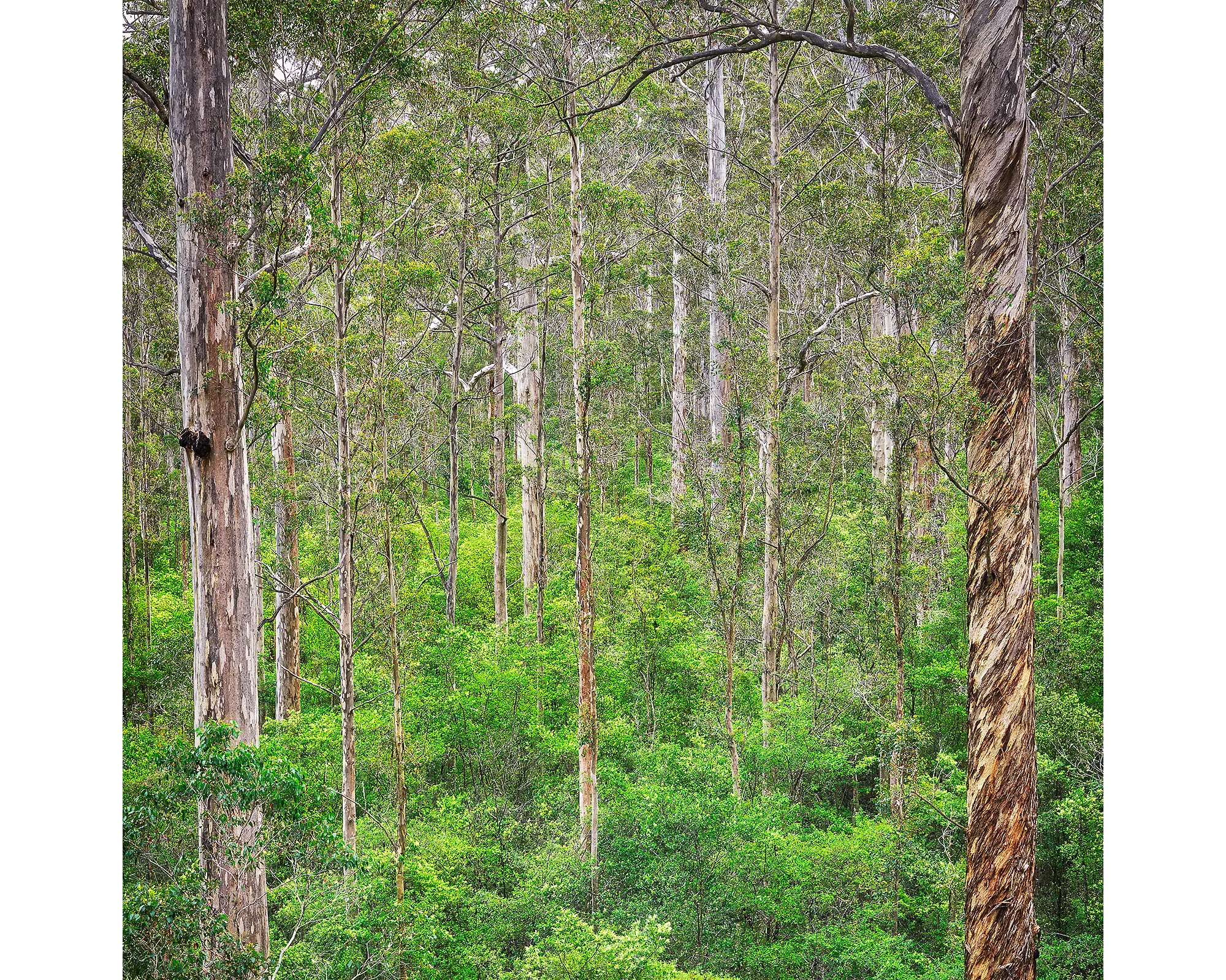 Aloft - Acrylic Block - Karri Forest trees artwork