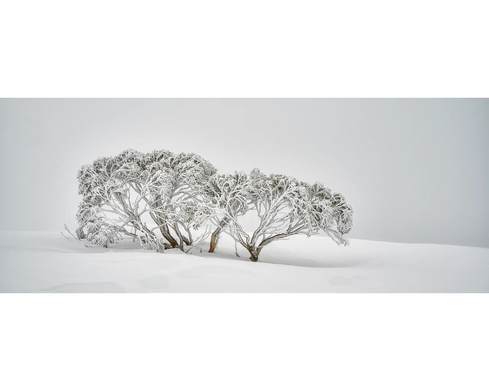 Alpine Spirit. Snow Gum covered in snow, surrounded by fog, on Mount Hotham.