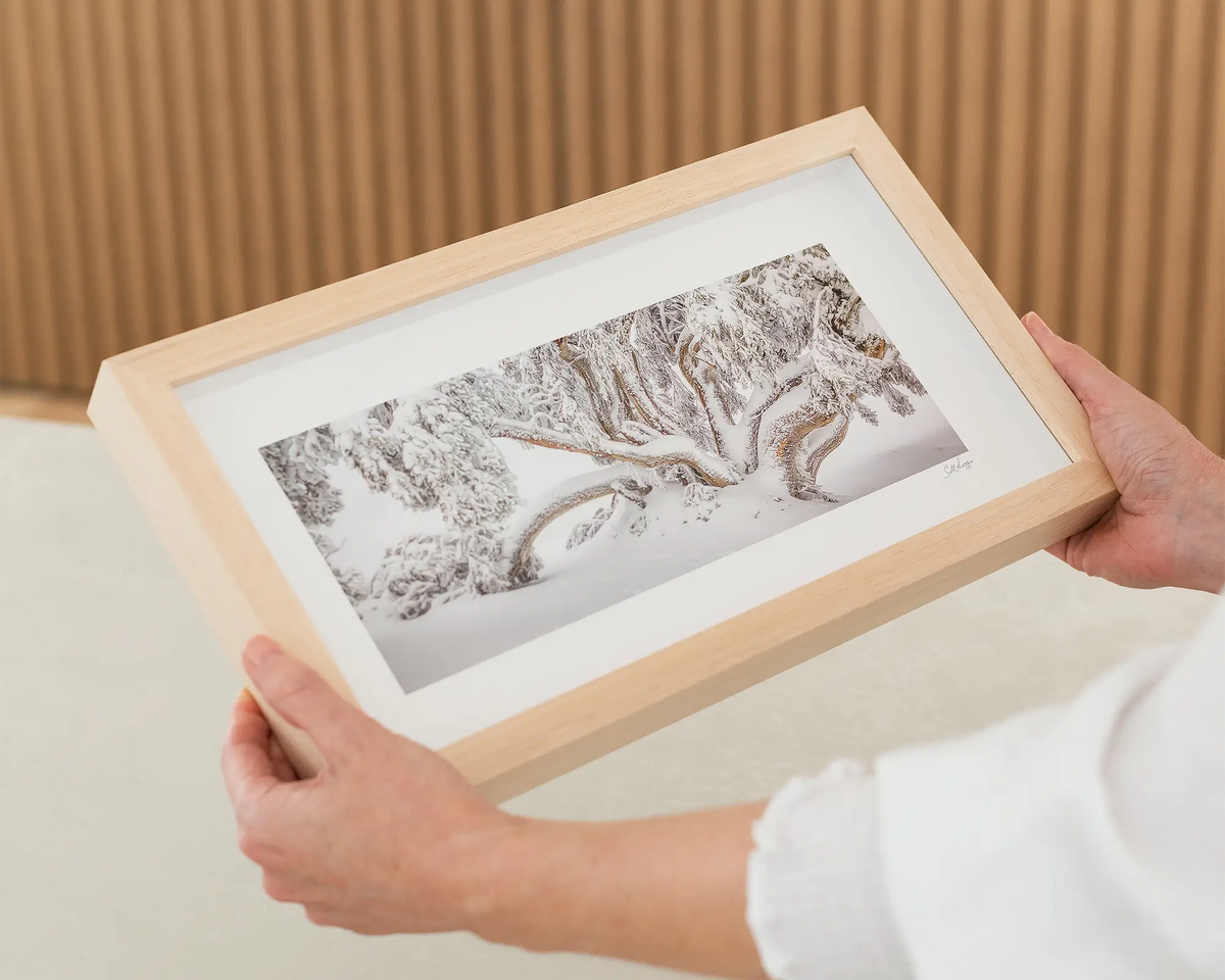 Alpine Survivor. Snow gum covered in snow in Alpine National Park. Victoria wall art being held.