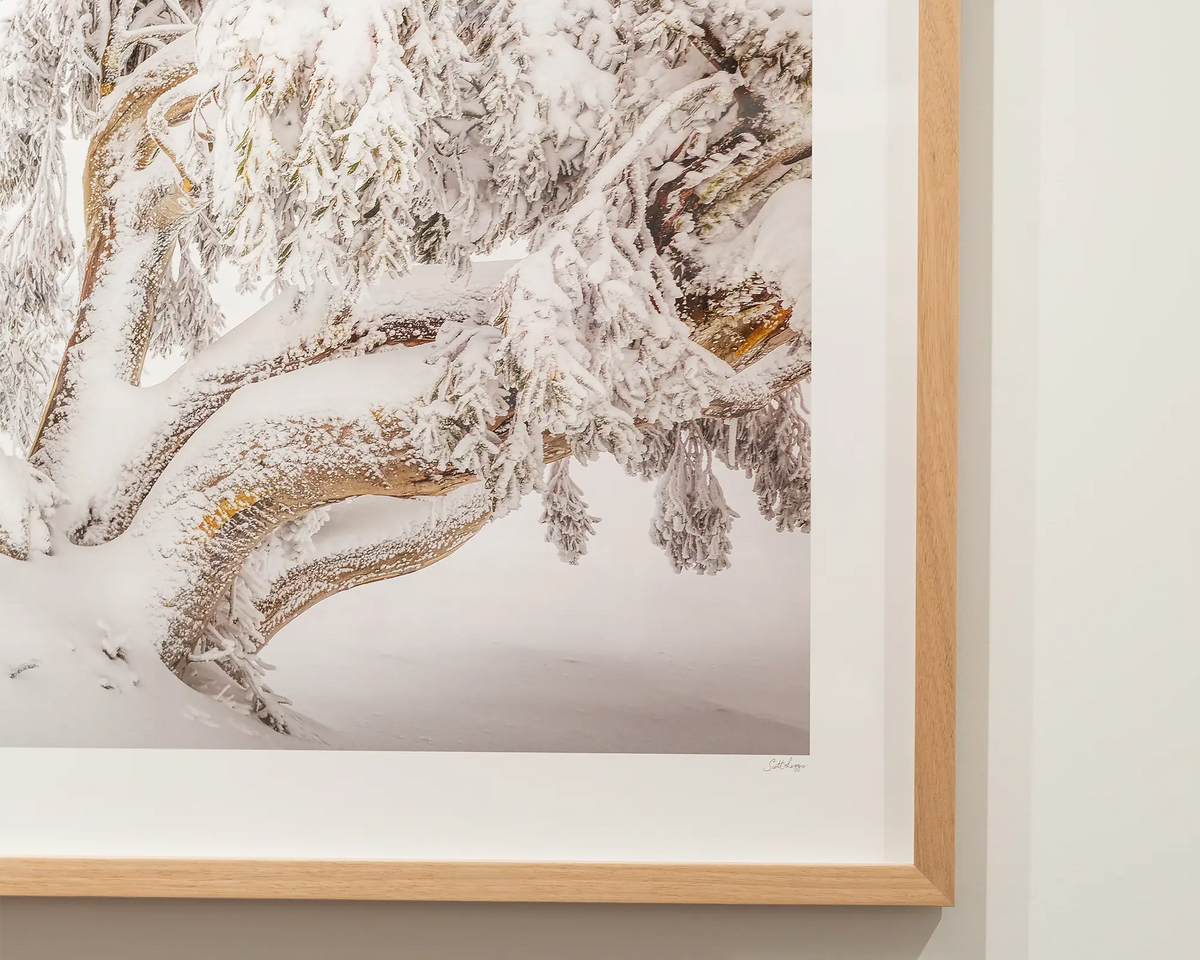 Alpine Survivor. Snow gum covered in snow in Alpine National Park. Victoria wall art in gallery.