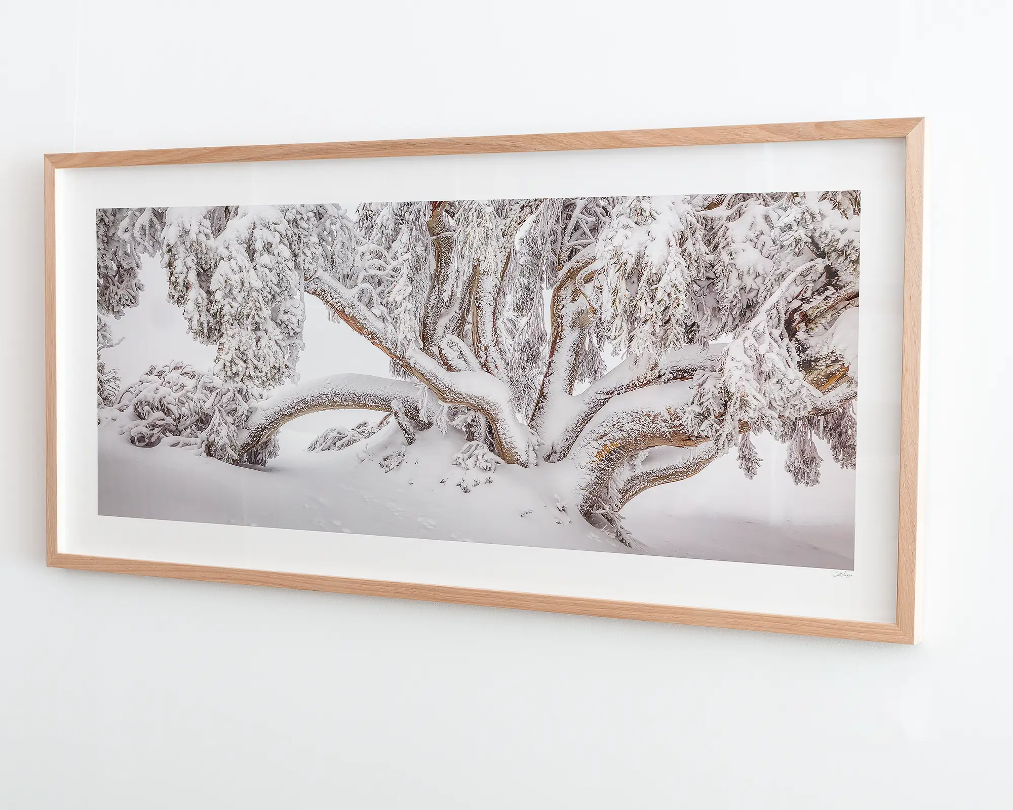 Alpine Survivor. Snow gum covered in snow, in the Alpine National Park, Victoria. 