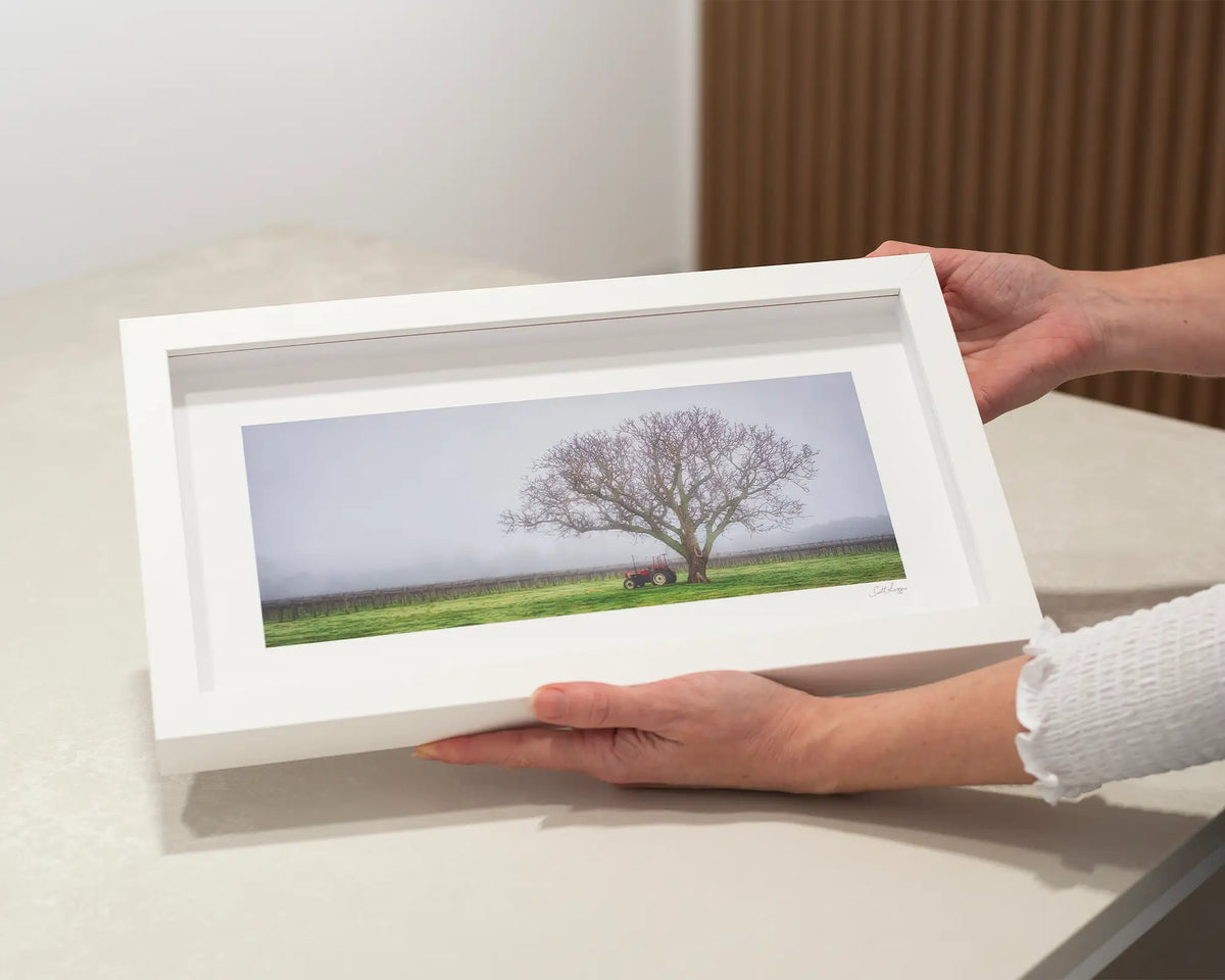 Amongst the Vines. Tree with fog in a small framed print, with a white frame.