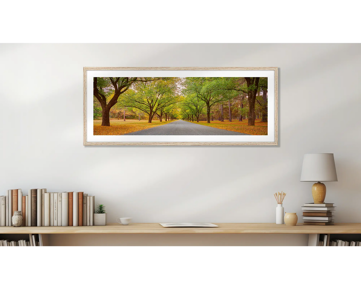 Autumn Drive. Governor General driveway, Canberra wall art print, with a timber frame, above a desk. 