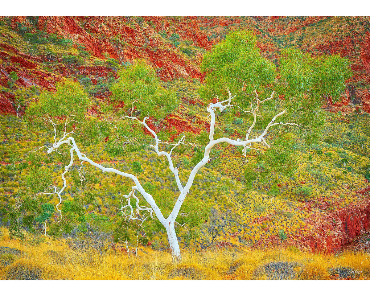 Branches Of Life 1000 piece jigsaw puzzle reference image.