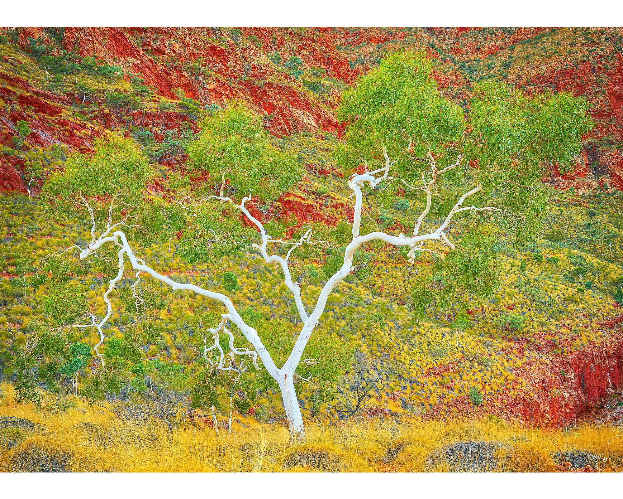 Branches of Life. 1000 piece jigsaw puzzle – front of box.