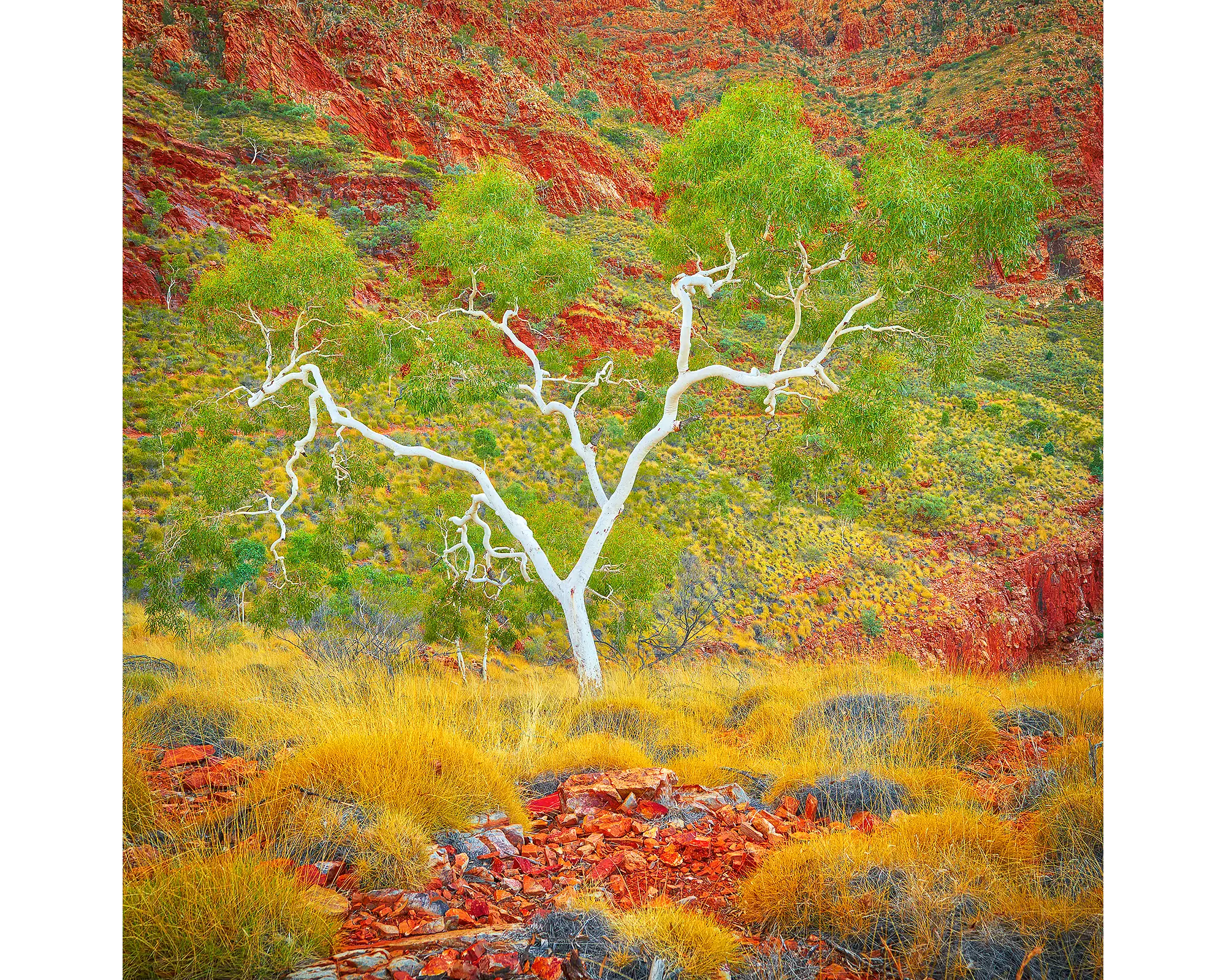 Branches Of Life - Acrylic Block - Ghost Gum