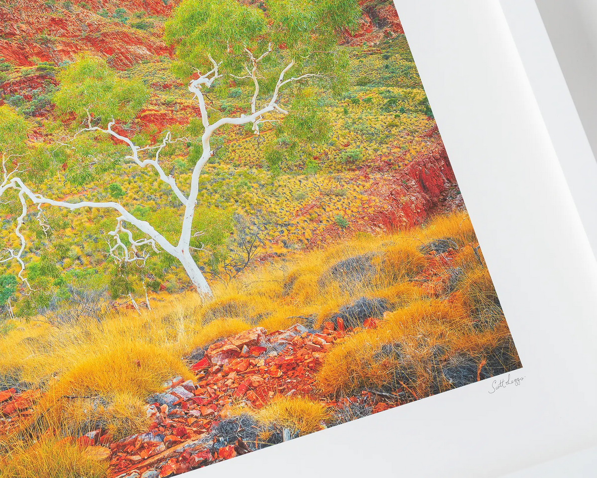 Branches Of Life. Ghost Gum, close up of Outback Wall art in white frame.