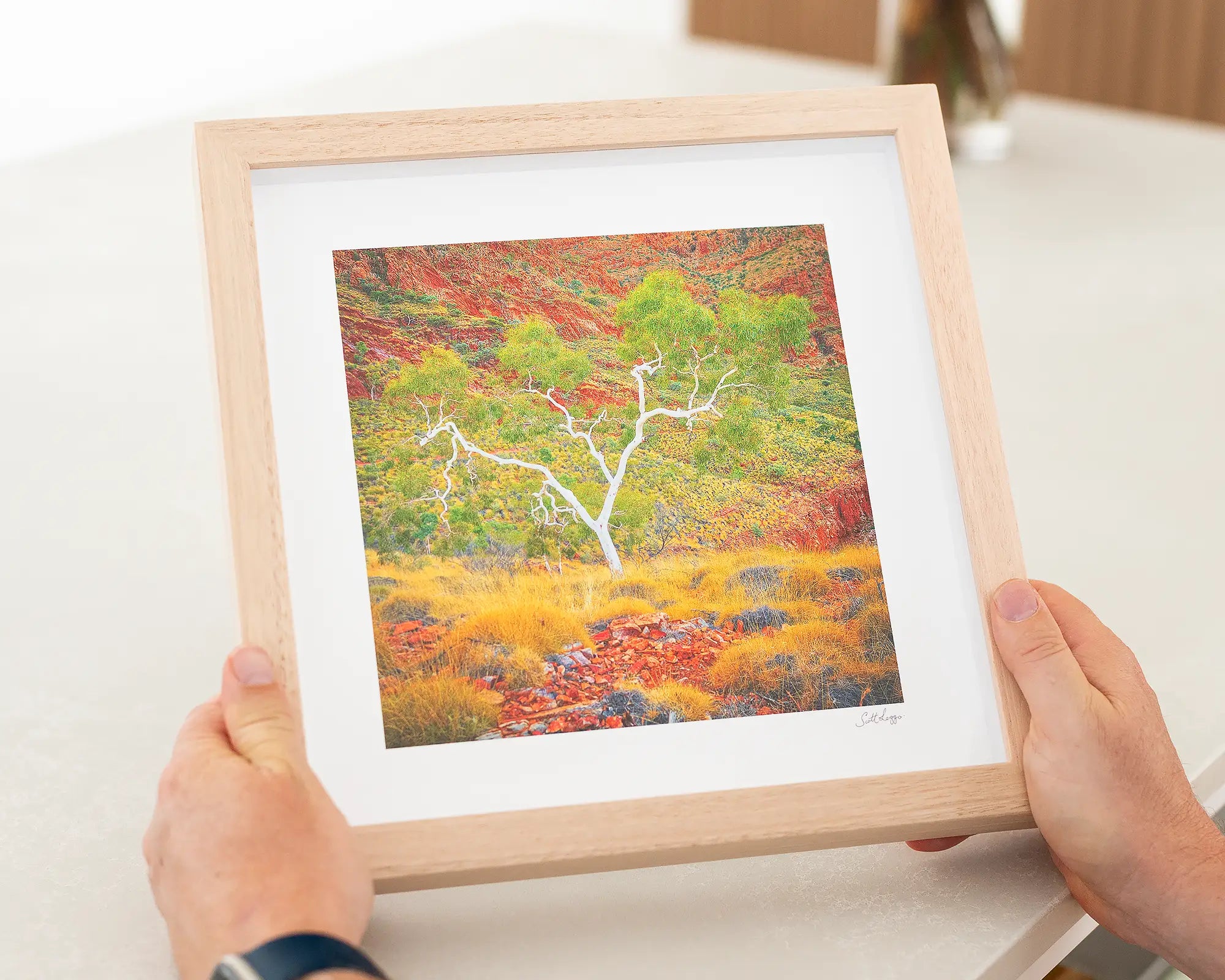 Branches Of Life - Ghost Gum, Tjoeritja West MacDonnell Ranges, Northern Territory, Australia.