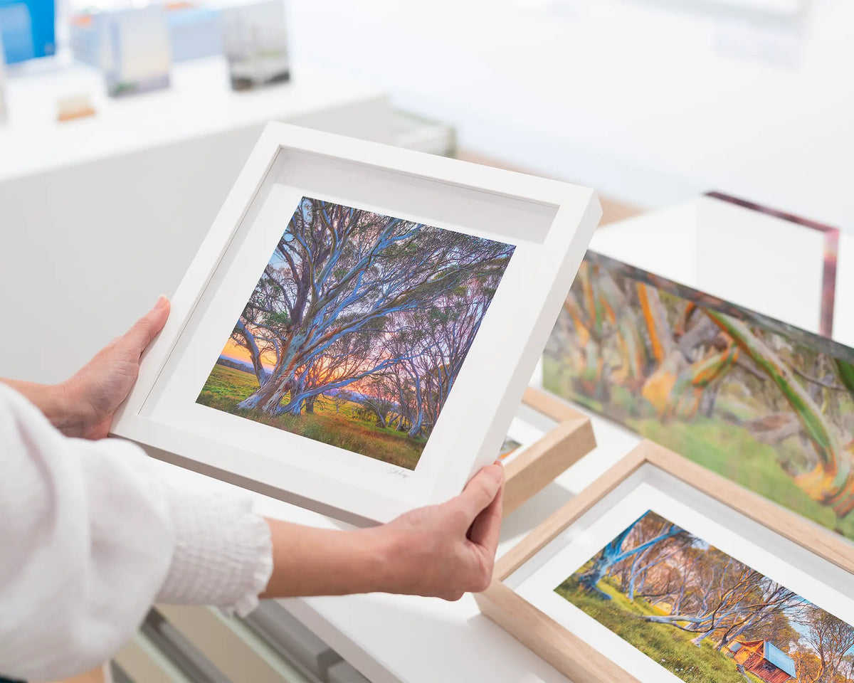 Branching Out. Snow gum at sunrise, Victoria. Small framed print with white frame being held.