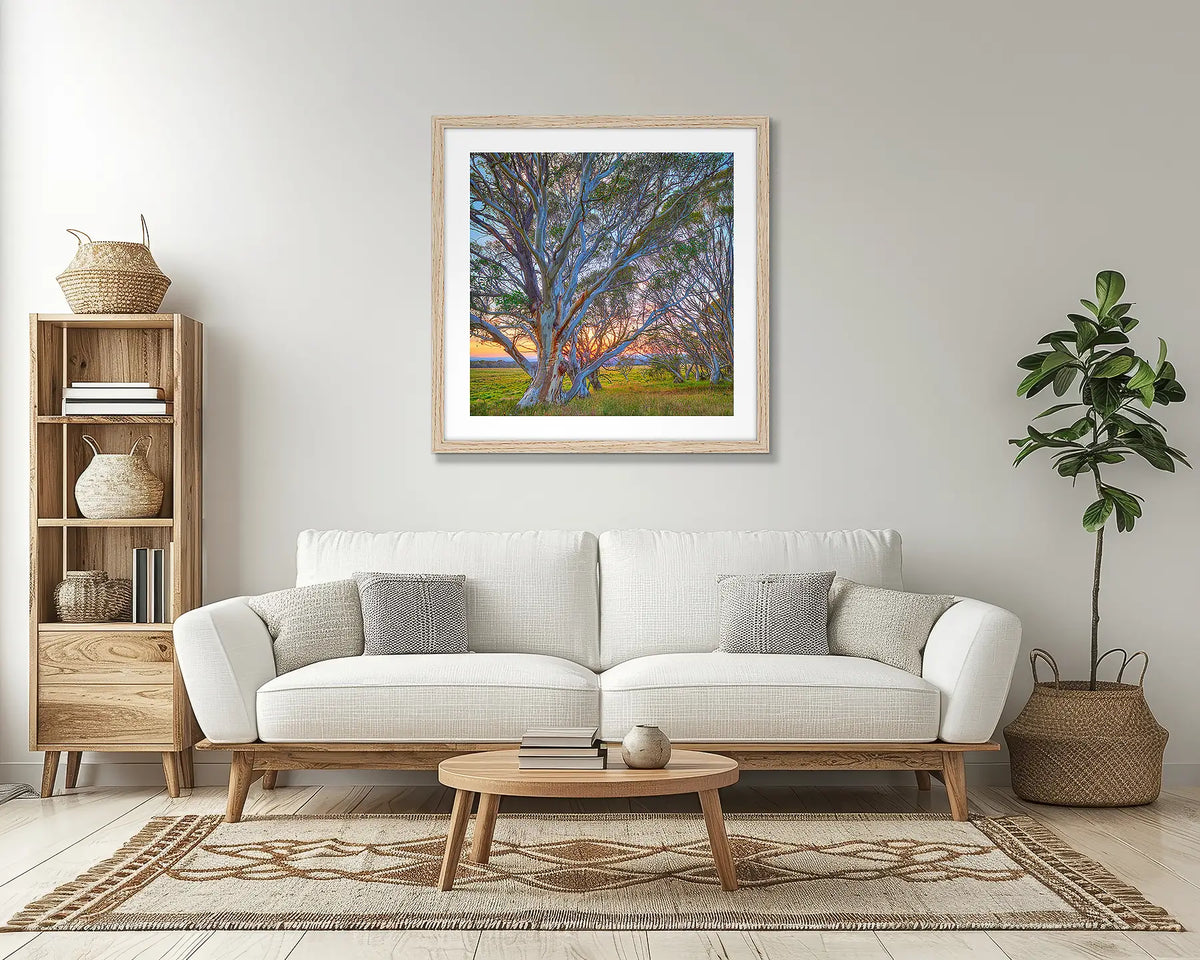 Branching Out. Snow gum wall art print, with a Tassie oak frame, above a couch. 