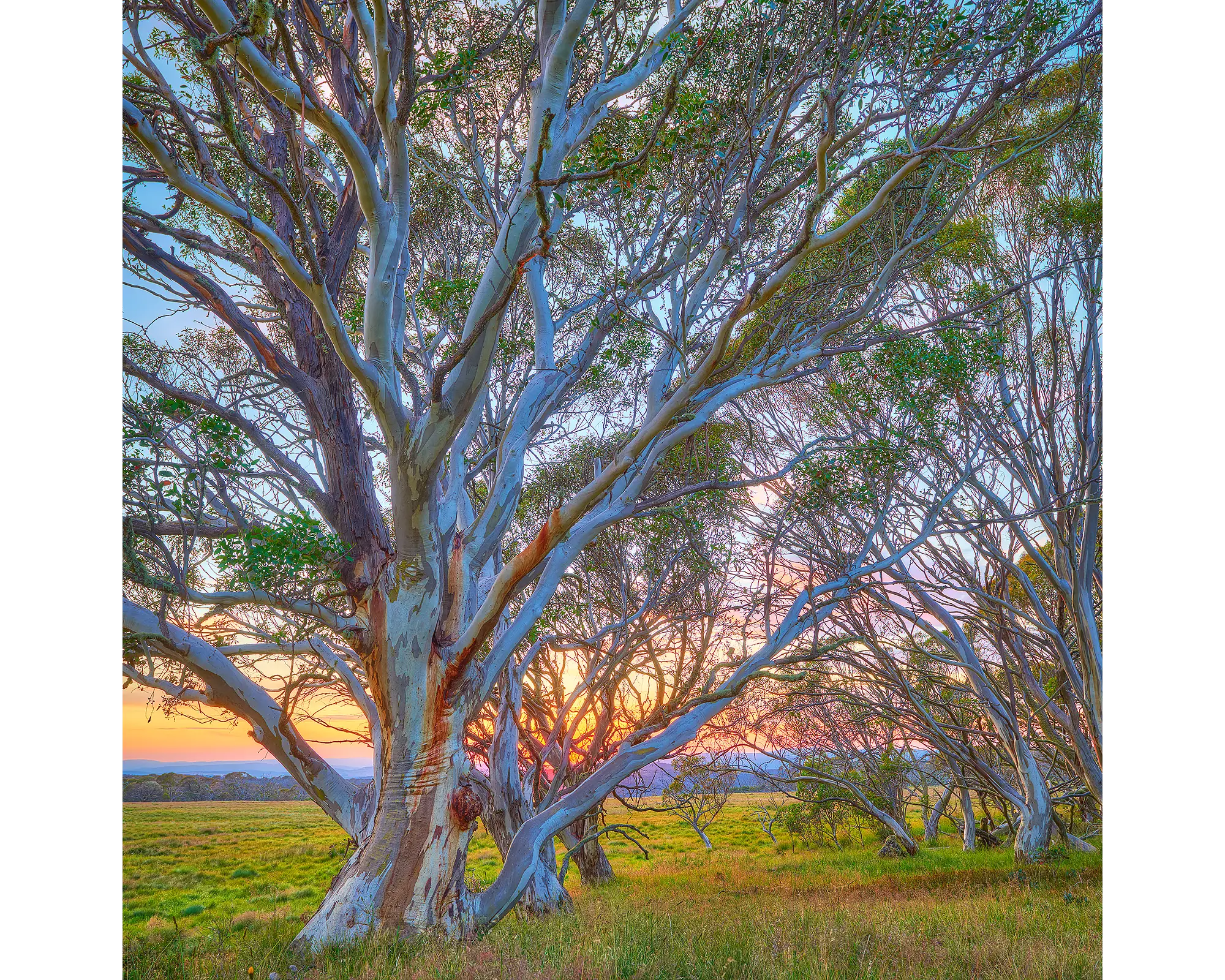 Branching Out acrylic block - snow gum Australian High Country artwork.