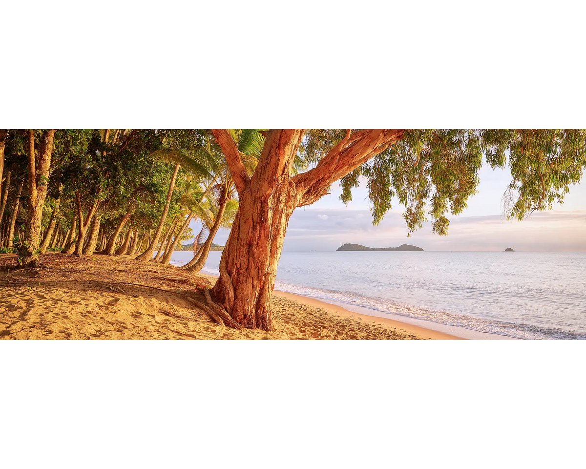 Tree at sunrise on a Cairns Beach, Queensland.