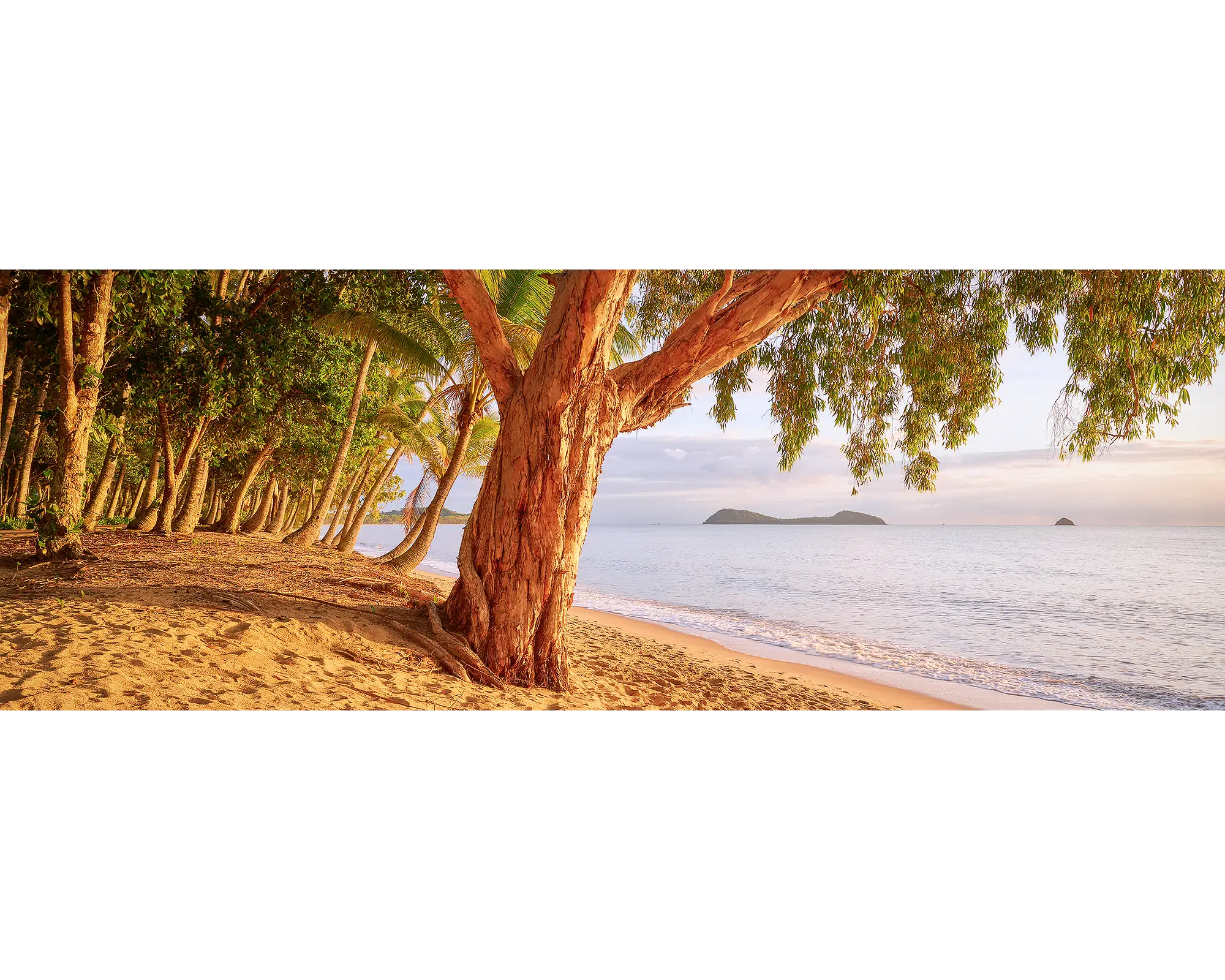 Tree at sunrise on a Cairns Beach, Queensland.