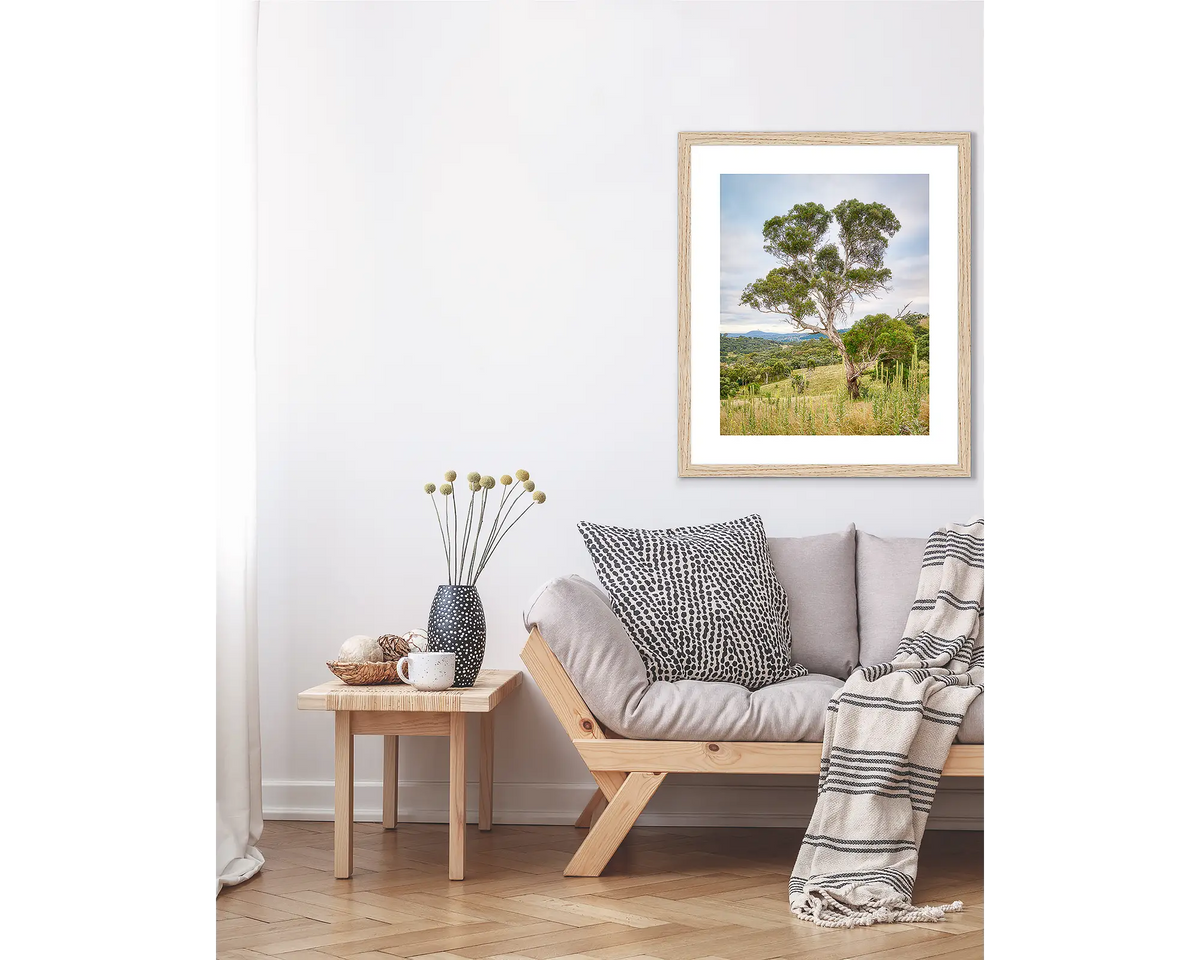 Canberra Hills. Gum tree wall art print, framed with Tassie oak, above a couch. 