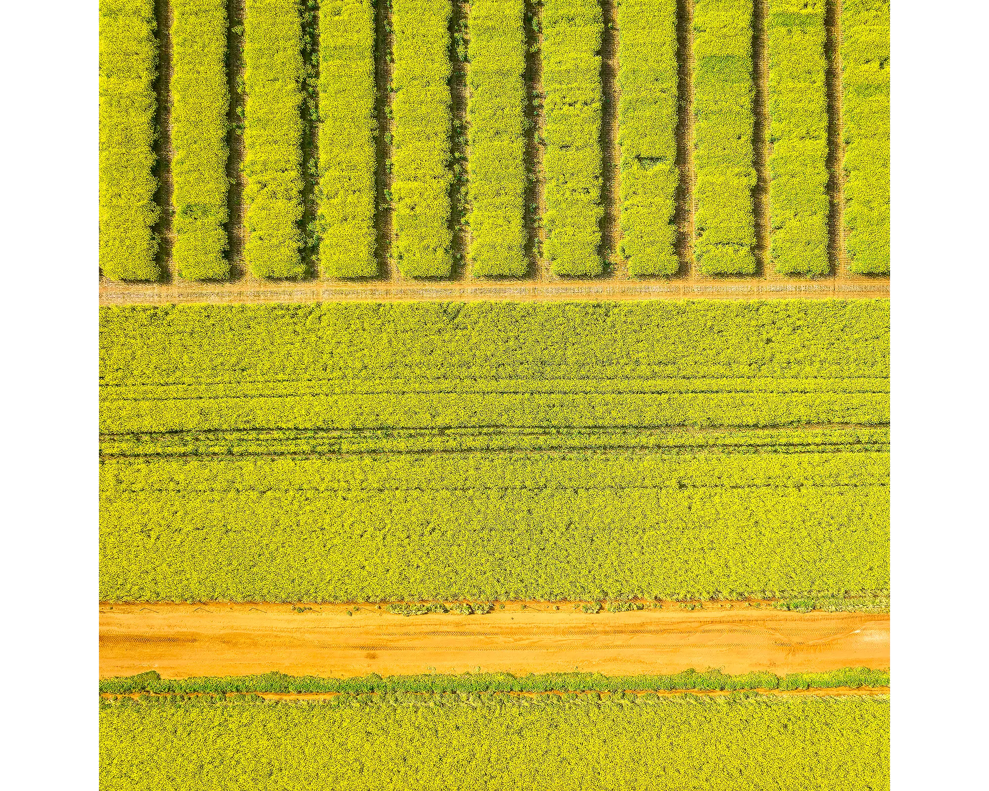 Cultivate. Canola fields, Junee Shire, New South Wales, Australia.