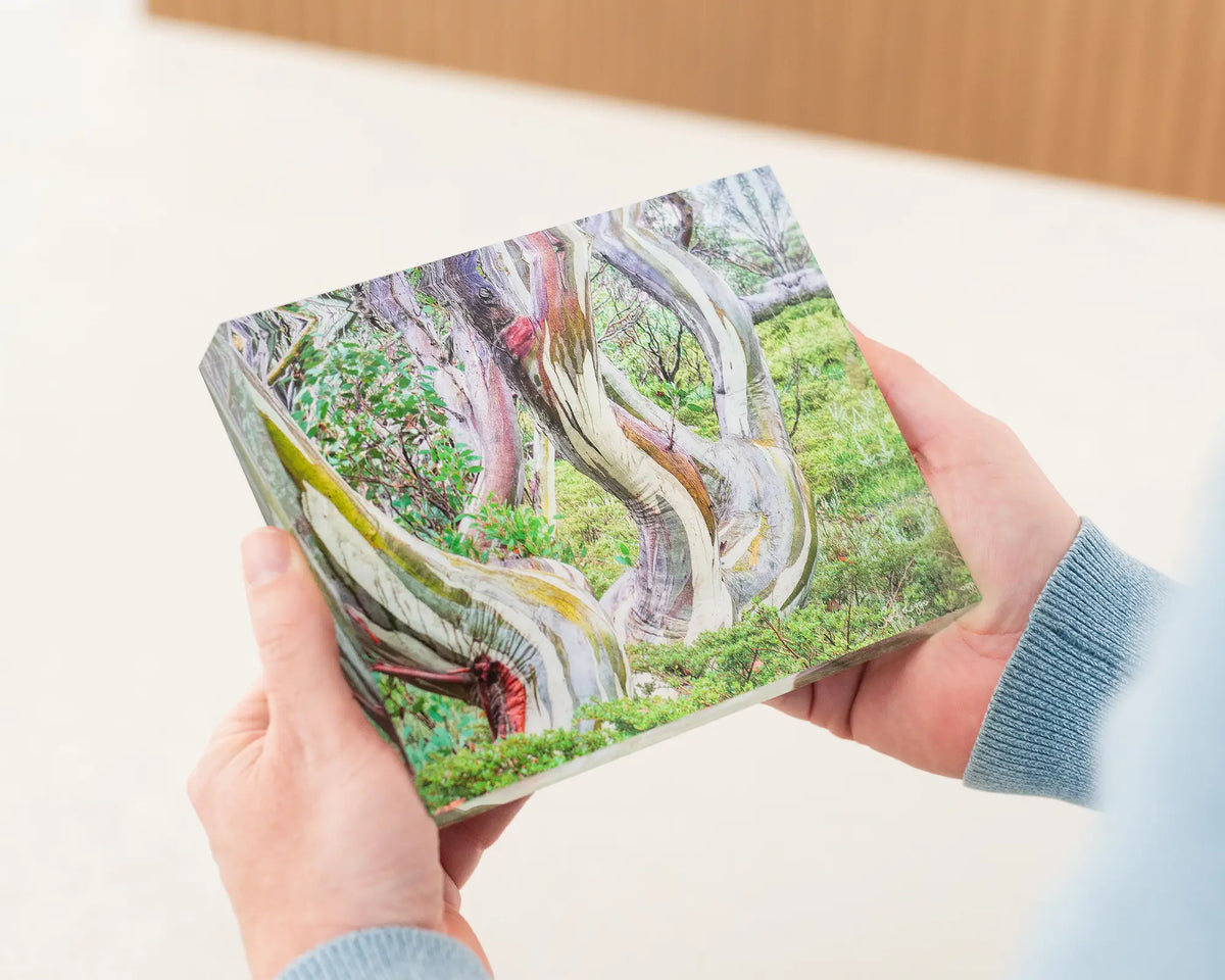 Curves. Acrylic block of Kosciuszko snow gums in summer, Australian artwork being held.