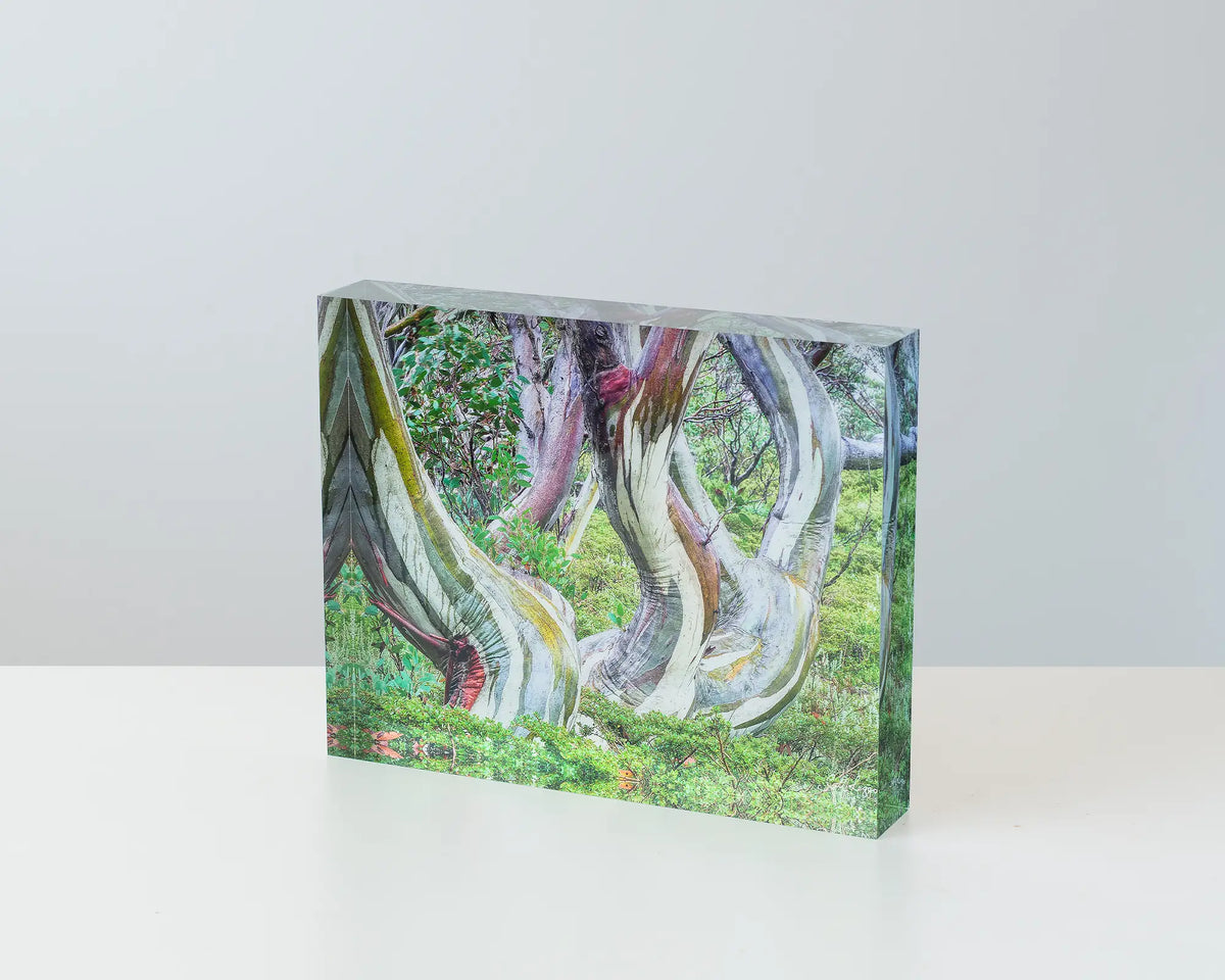 Curves. Acrylic block of Kosciuszko snow gum in Summer, Australian artwork on table.