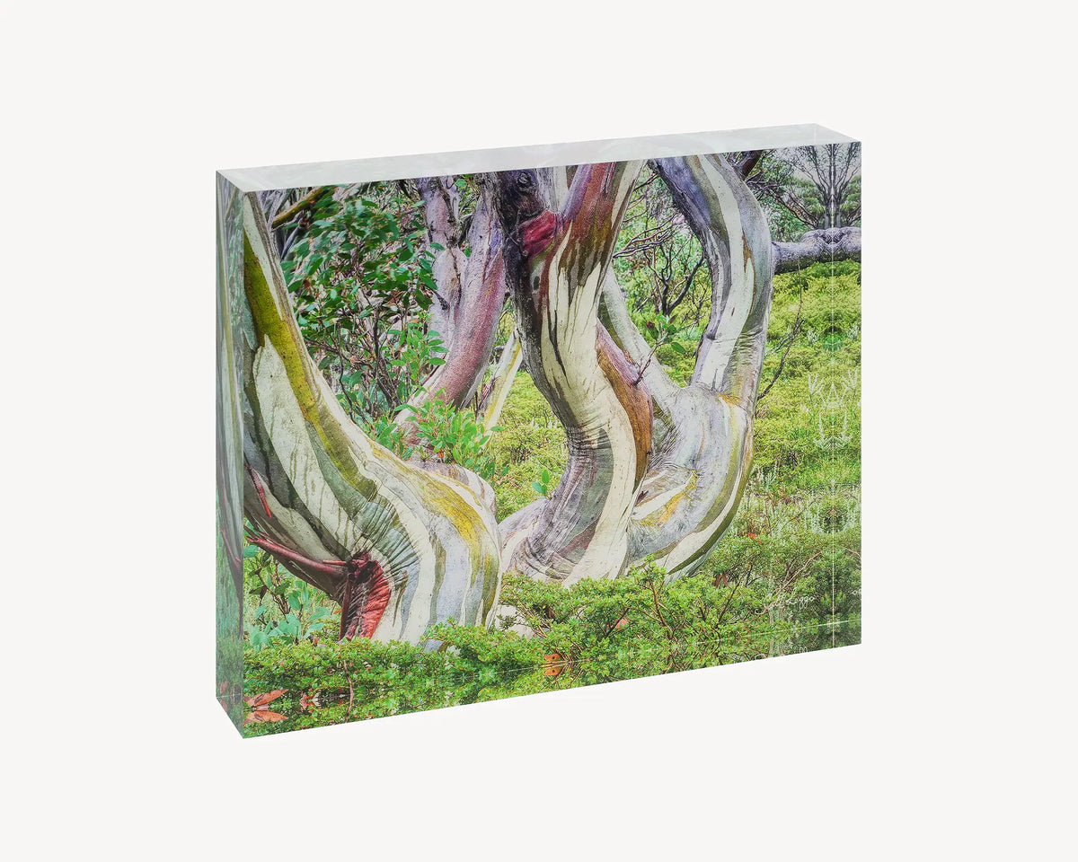 Curves. Acrylic block Kosciuszko snow gum in summer, Australian artwork.