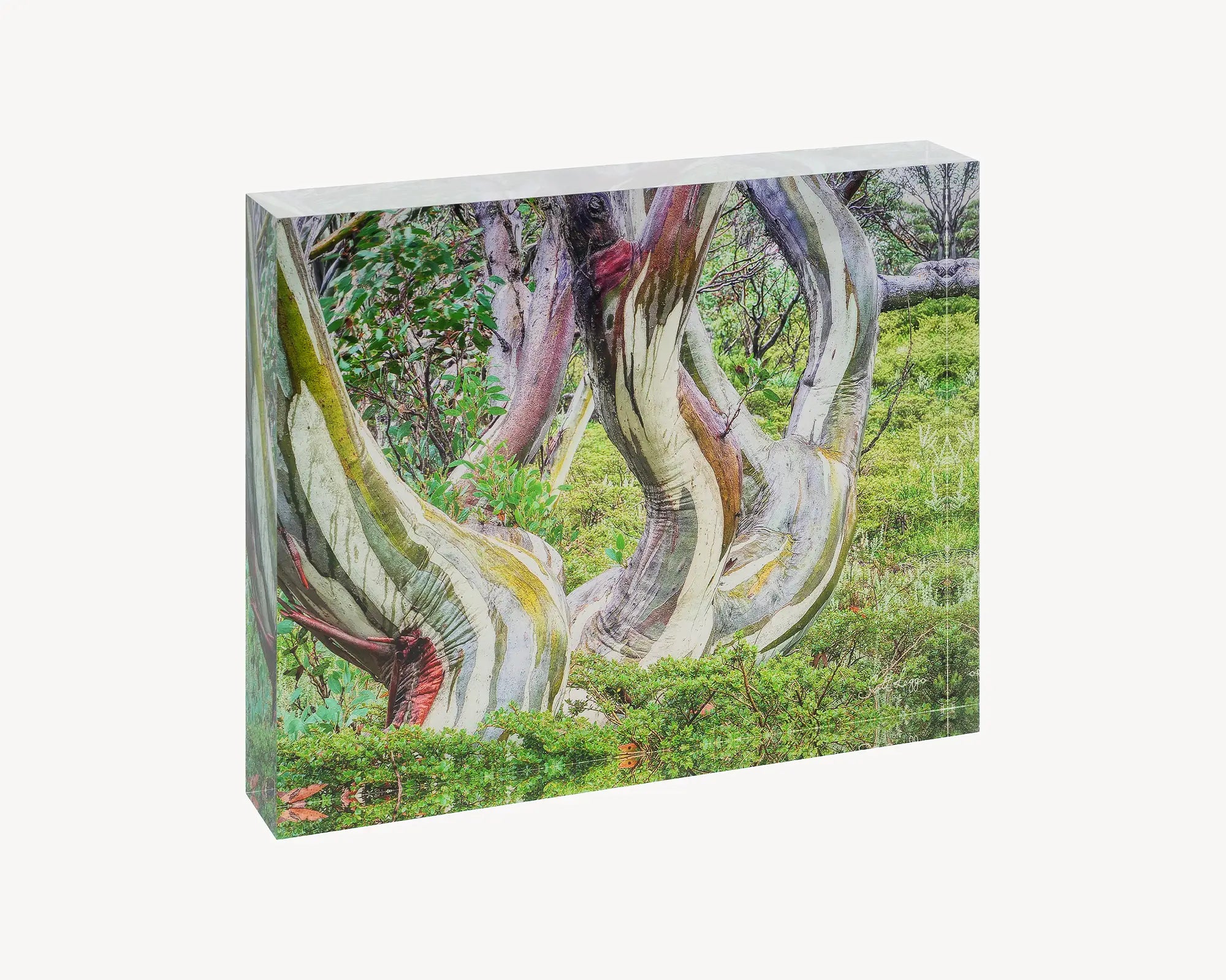 Curves. Acrylic block Kosciuszko snow gum in summer, Australian artwork.