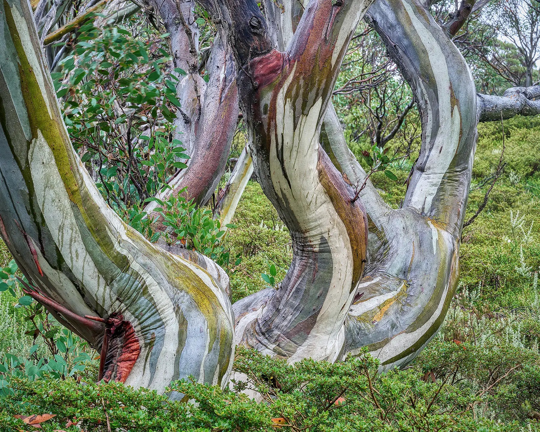 Curves. Acrylic block Kosciuszko snow gum in summer, Australian artwork.