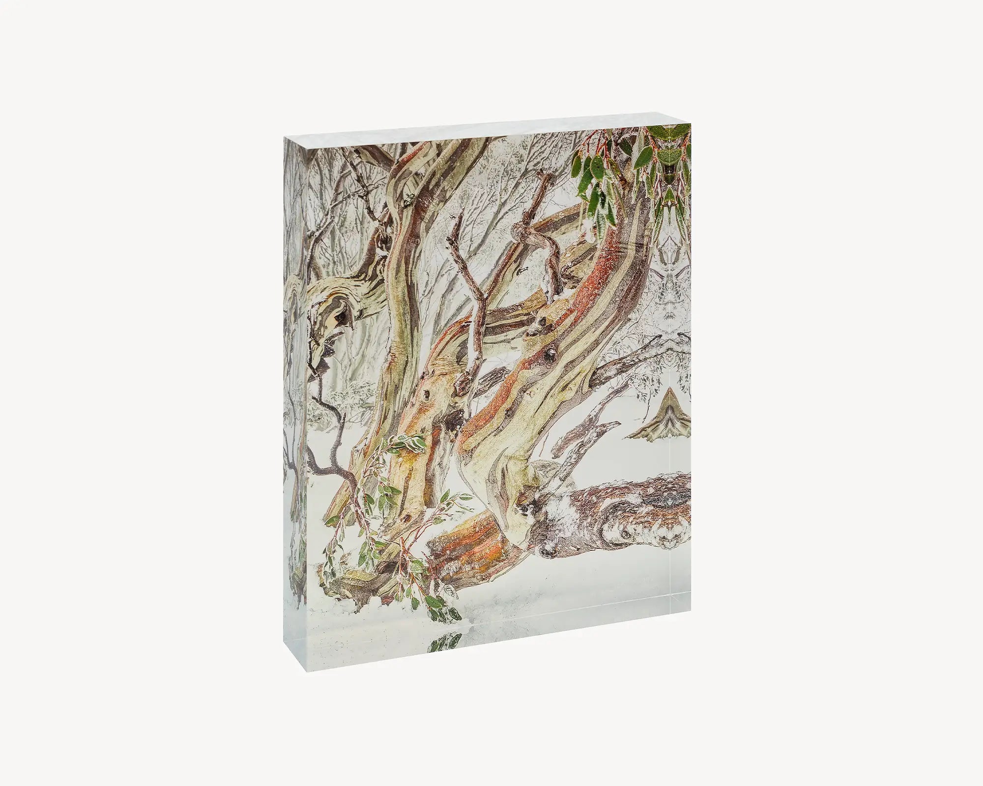 Defiance. Acrylic block Kosciuszko National park snow gum with snow, Australian artwork.