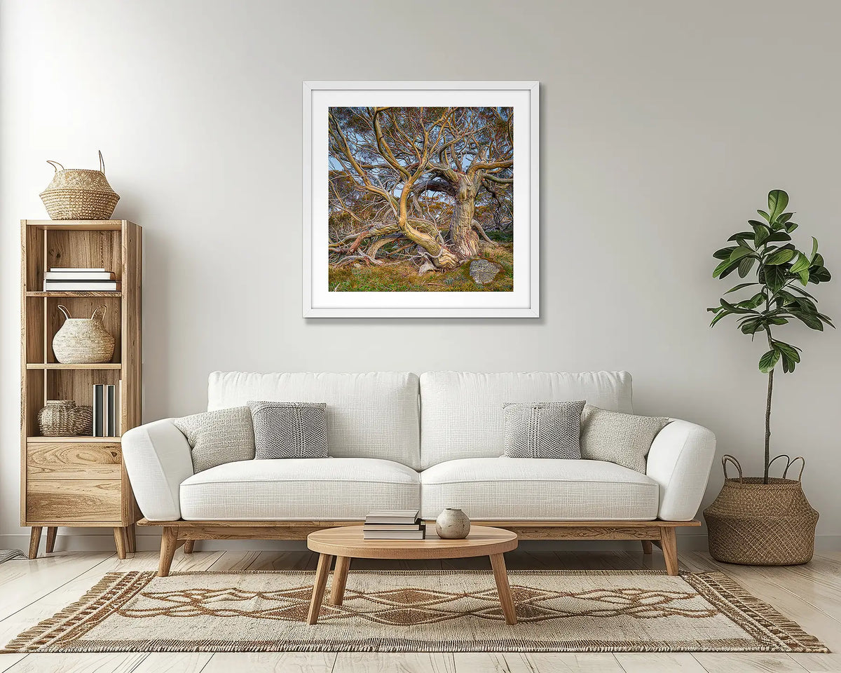 Elder. Snow gum wall art print with a white frame, in a lounge room. 