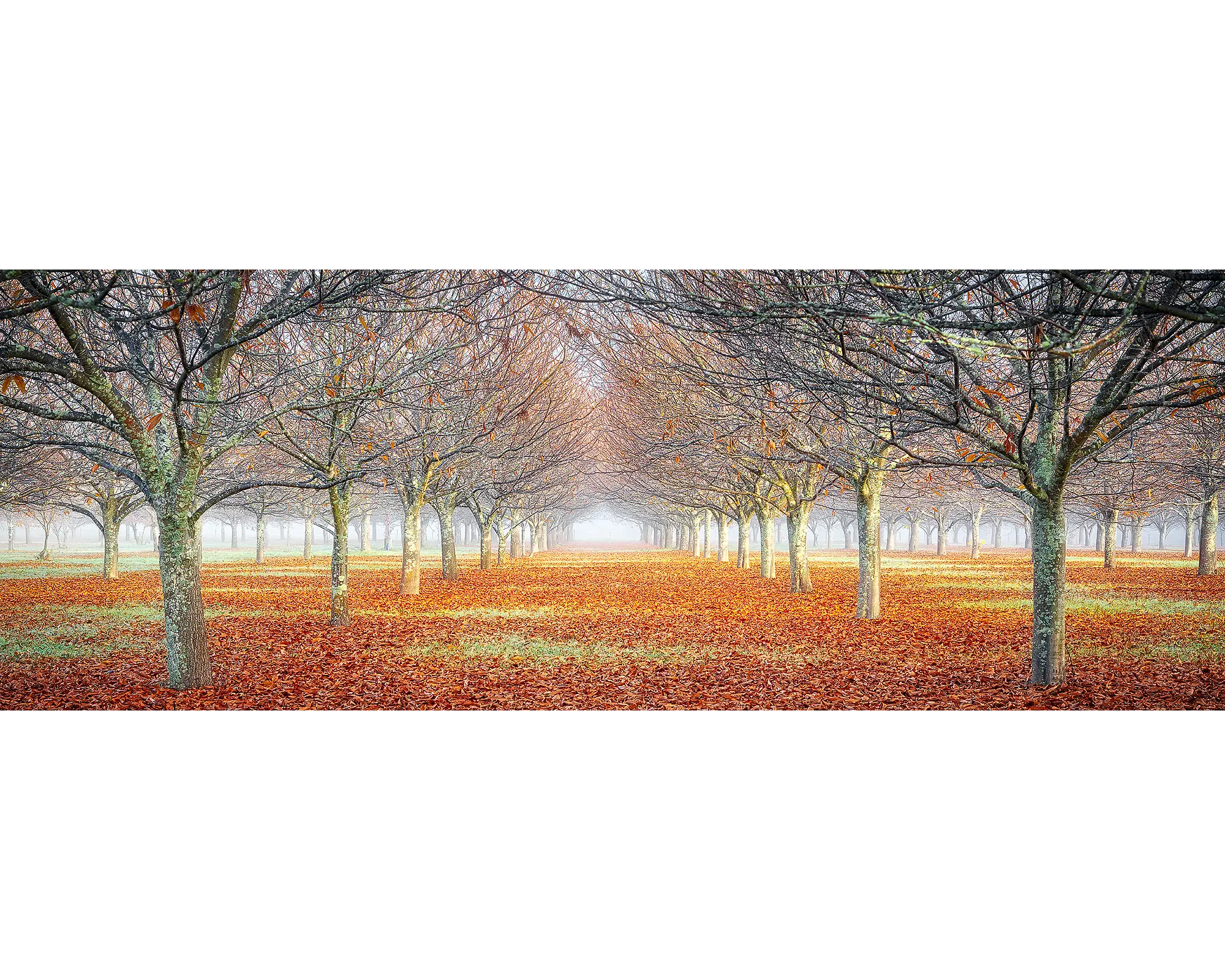 Fog amongst a chestnut tree orchard in the Alpine National Park, Victoria. 