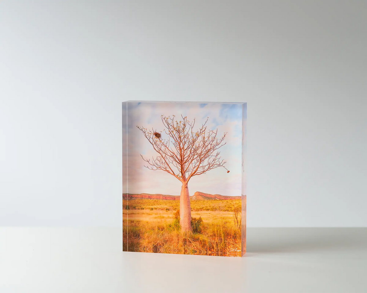 Figure. Acrylic block of a Boab tree and Cockburn Ranges at sunset. Australian artwork on table.