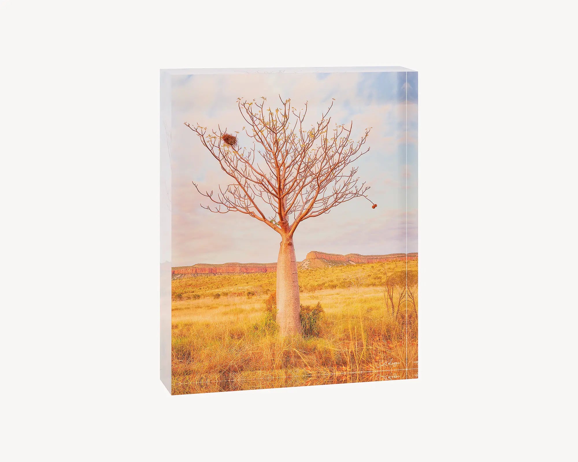 Figure. Acrylic block of a Boab tree and Cockburn Ranges at sunset. Australian artwork.