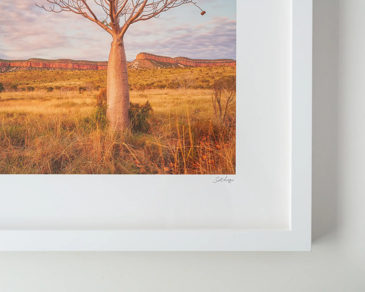 Figure. Boab tree at sunset. Close up of Australian Wall art with white frame.