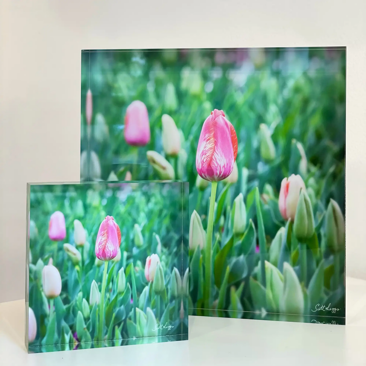 Floriade. Acrylic block of a tulip at Floriade, Canberra artwork with bigger block.