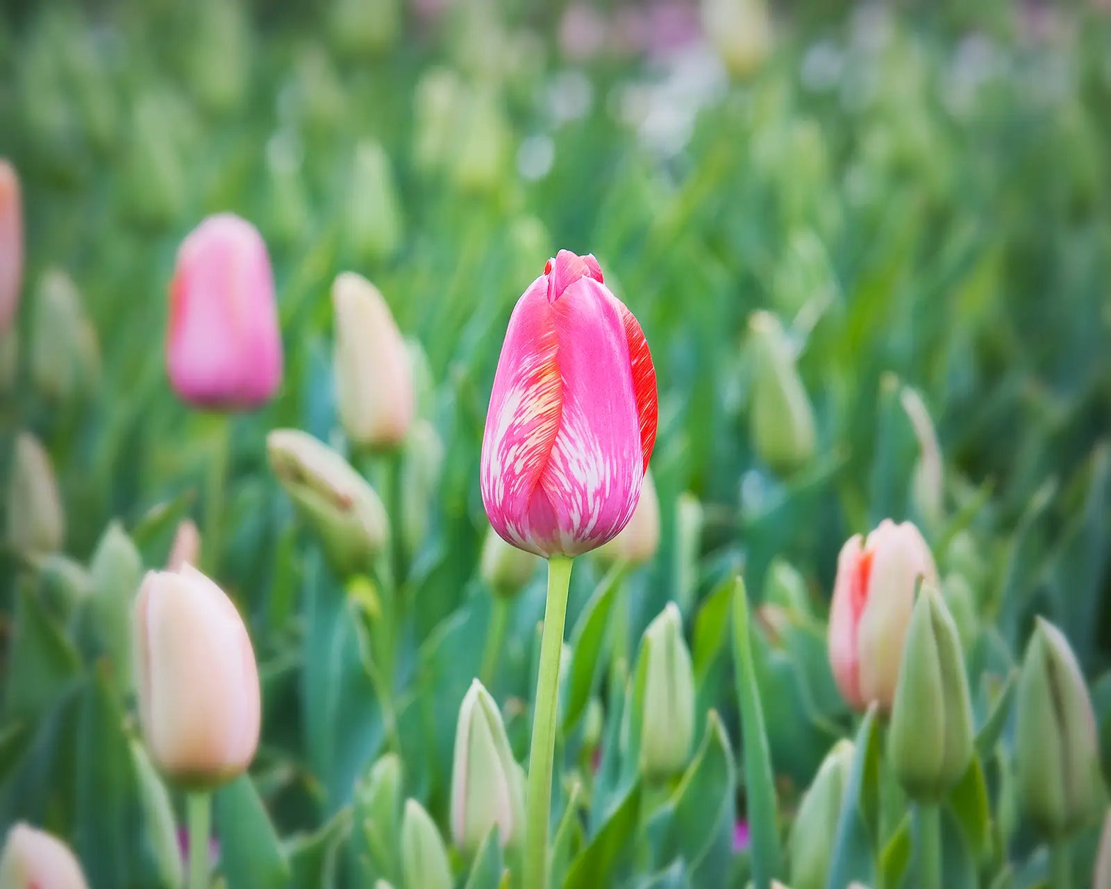 Floriade. Acrylic block of a tulip at Floriade, Canberra artwork.