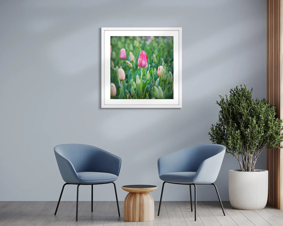 Floriade. Tulip wall art print, with a white frame, hung above two chairs.