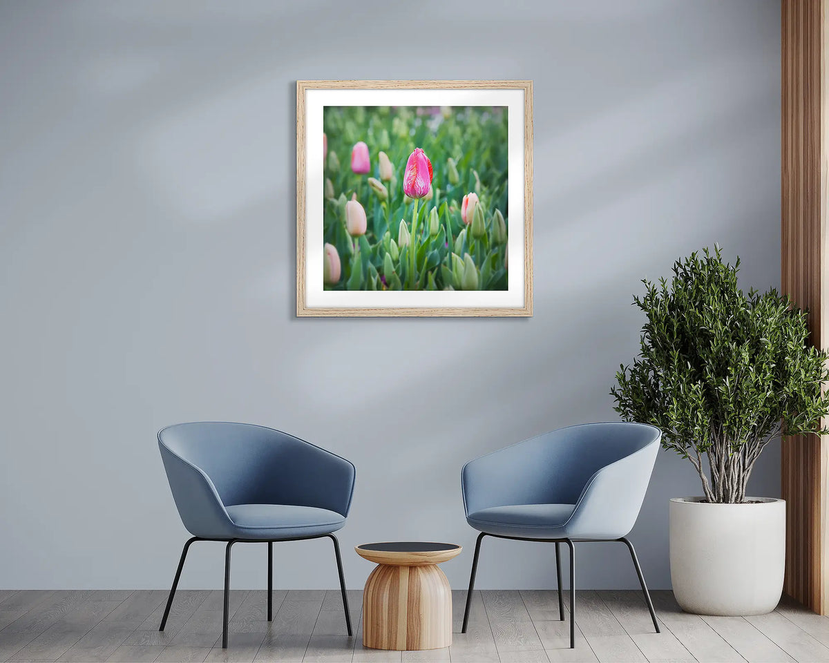 Floriade. Tulip wall art print, with a wood frame, hung above two chairs.