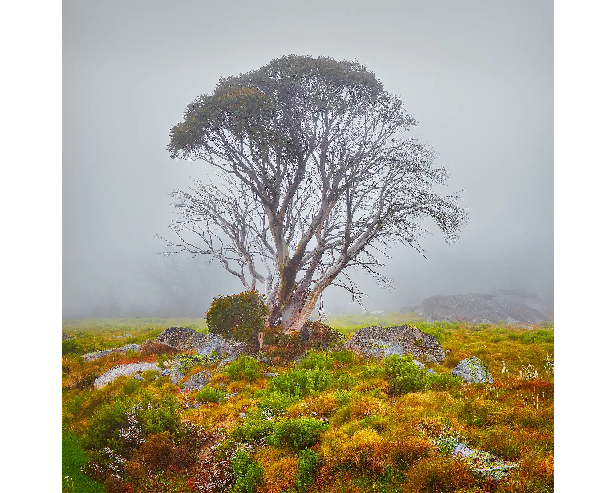 Fog on the High Plains acrylic block - snow gum alpine artwork. 