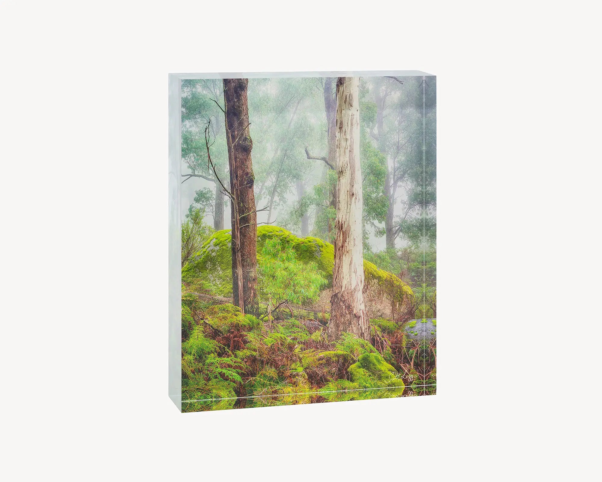 Forest Friends. Acrylic block of trees in fog at Mount Buffalo National Park. Australian artwork.