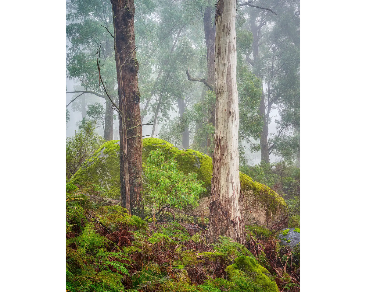 Trees in fog at Mount Buffalo National Park, Victoria, Australia.