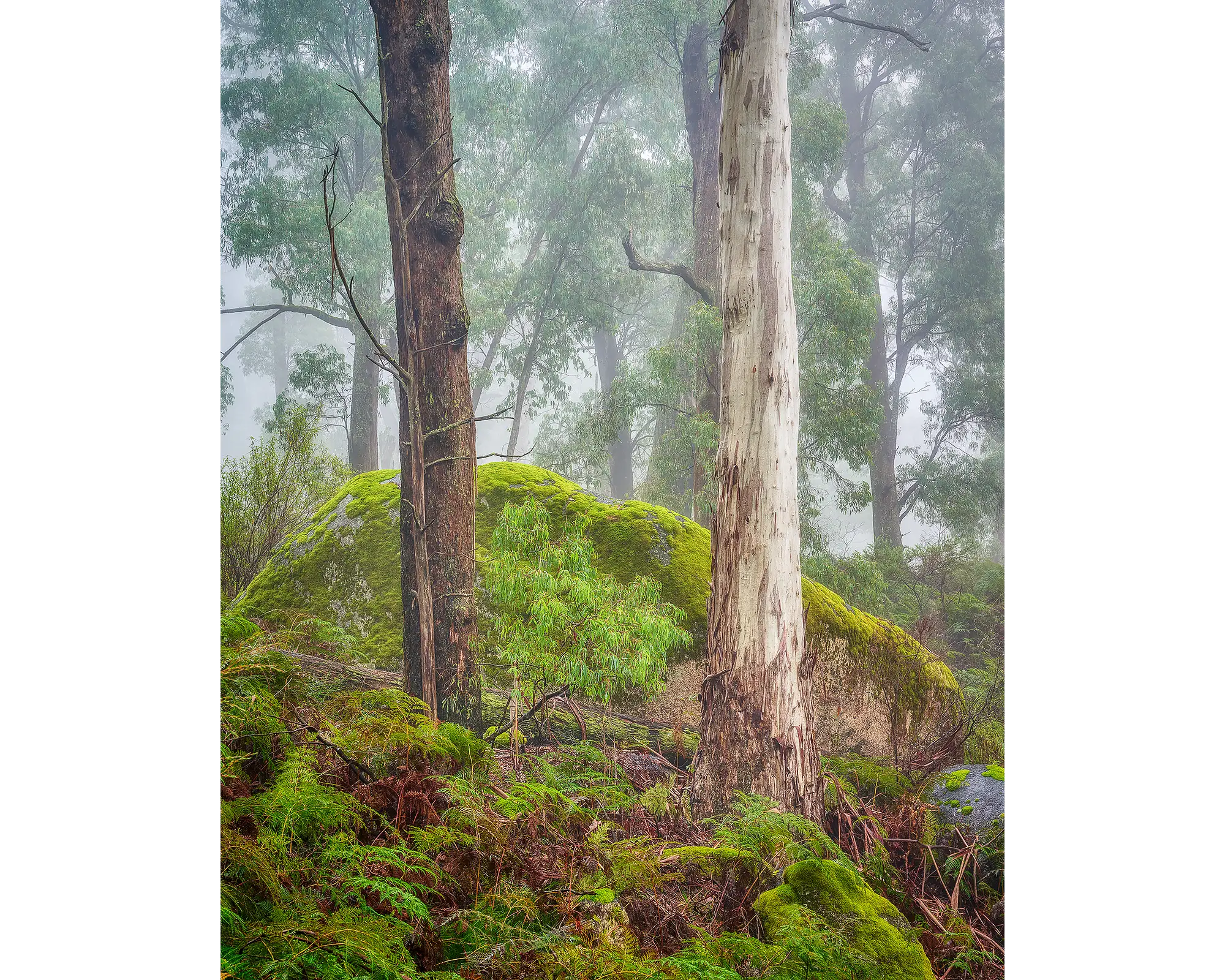 Trees in fog at Mount Buffalo National Park, Victoria, Australia.