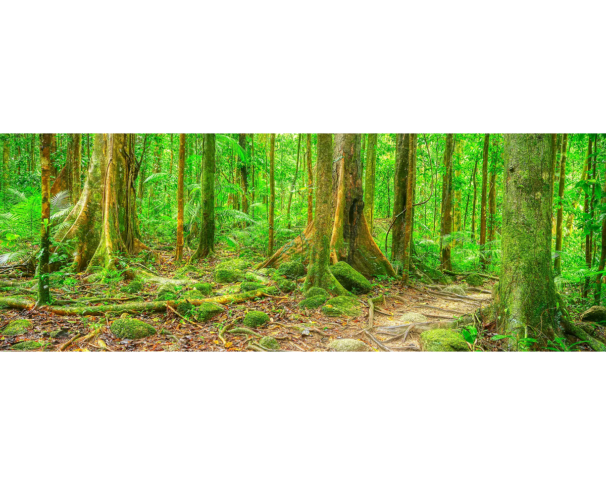 A pathway through trees in Mossman Gorge, Queensland. 