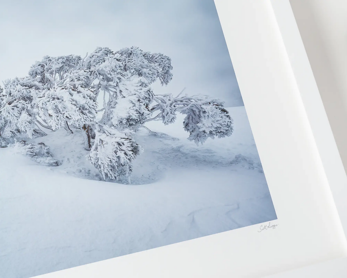 Frozen. Snow gum covered in snow and ice at Mount Hotham, Victoria. Australian artwork with a white frame.