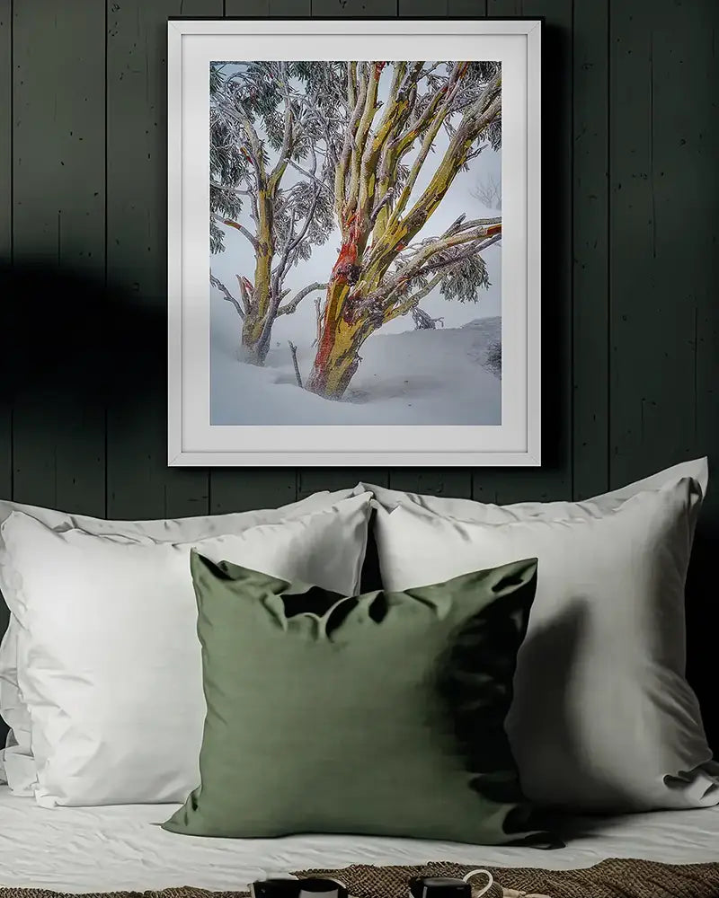 Gift for him. Resilience snow gum artwork in white frame above bed.