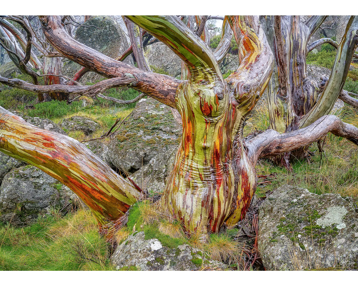 Gnarled. Snow Gum 1000 piece jigsaw puzzle reference image.