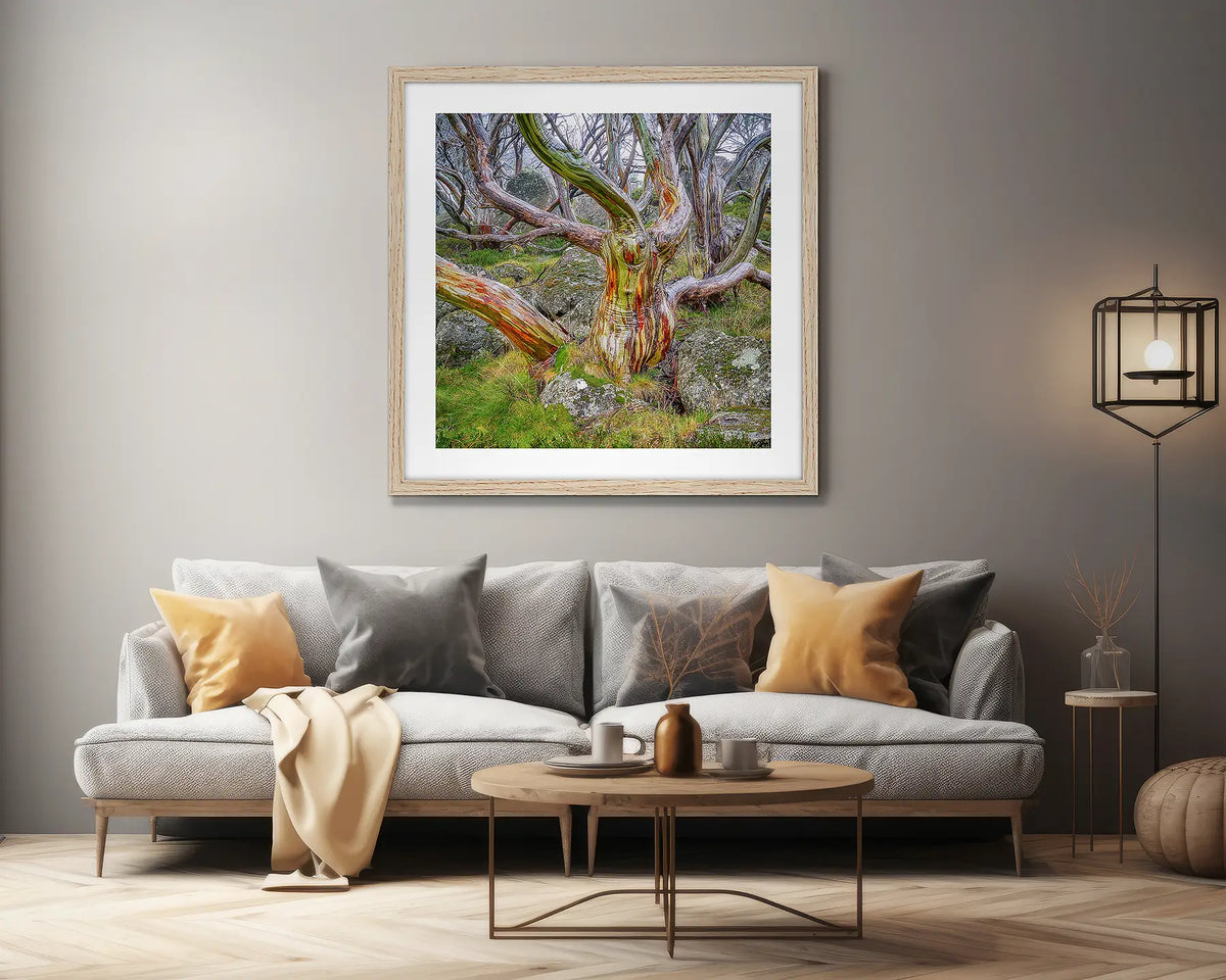 Gnarled. Extra large snow gum artwork, in a timber frame, on a lounge room wall. 