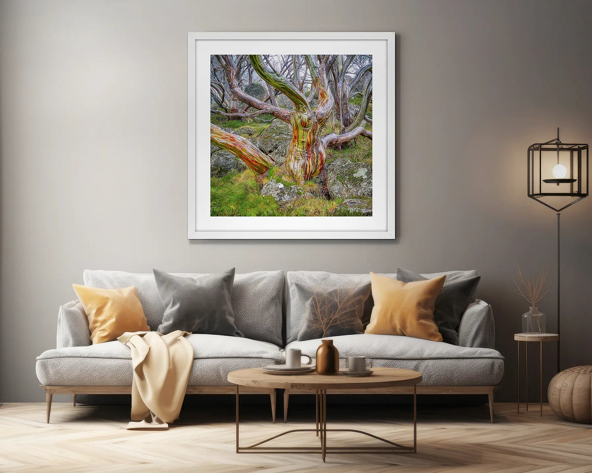 Gnarled. Extra large snow gum artwork, in a white frame, on a lounge room wall. 