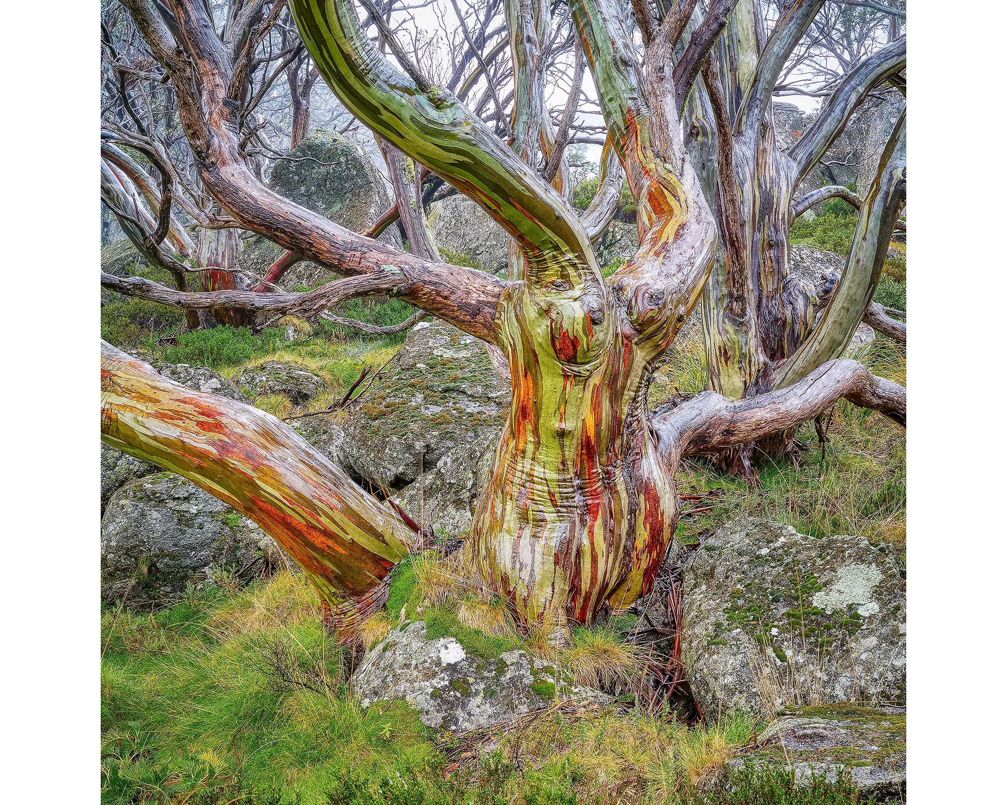 Gnarled acrylic block. Snow gum in Kosciuszko National Park. 