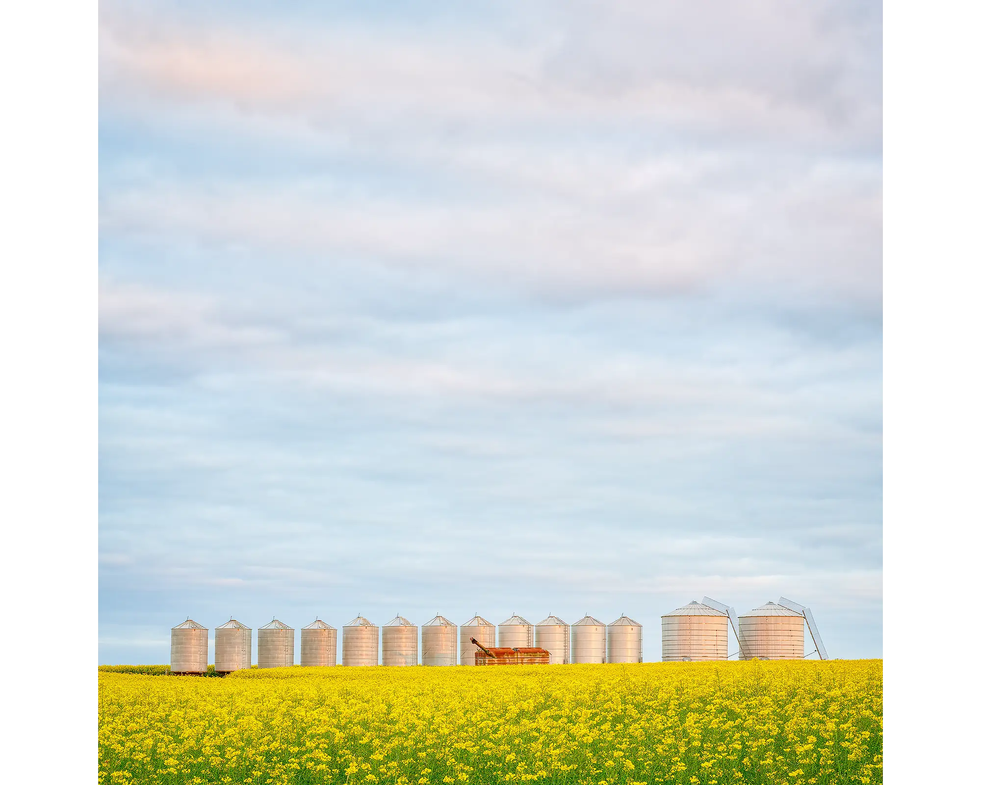 Golden Silos acrylic blocks - Canola fields, Junee Shire. 