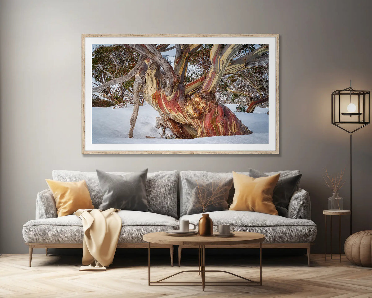 Grandfather. Extra large, snow gum wall art print, with a Tassie oak frame, on a lounge room wall. 