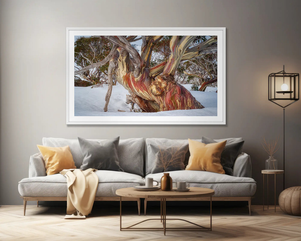 Grandfather. Extra large, snow gum wall art print, with a white frame, on a lounge room wall. 