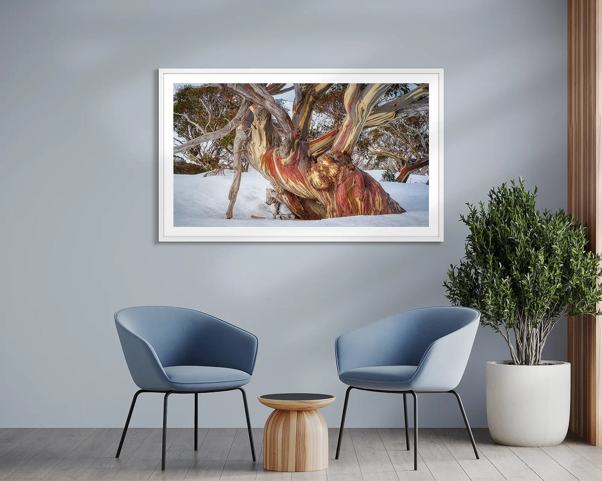 Grandfather. Snow Gum wall art print, with a white frame, hung above two chairs.