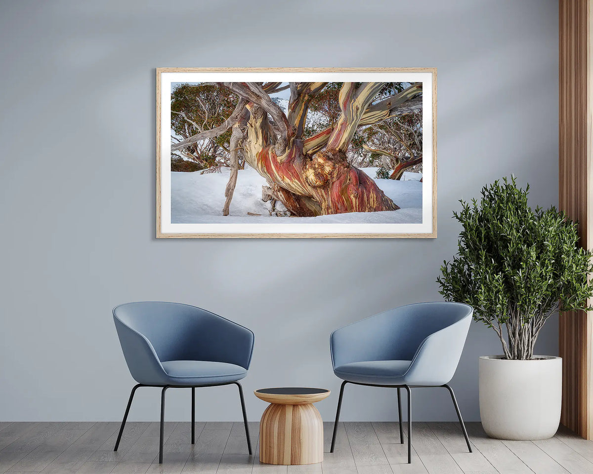 Grandfather. Snow Gum wall art print, with a wood frame, hung above two chairs.